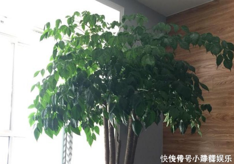 家里最适合养这3种花,净化空气,养在客厅上档次,漂亮又实用