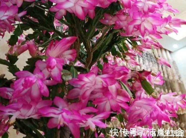 红宝石|秋天养花，首选4种花，花期长、颜值高，晒晒太阳开花一茬又一茬