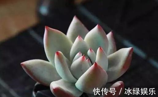 扦插|多肉叶插不能太随便,掌握好4点,每个叶片都成活,变成多肉大户