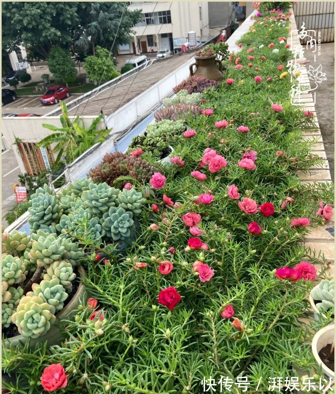 遇见即美,花事未荼蘼!种一桌子多肉,看花开花落!