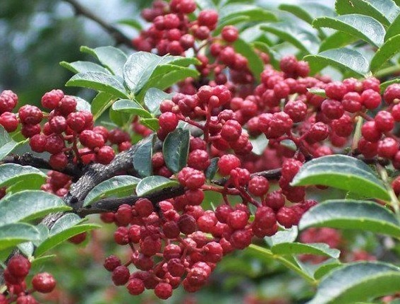 花椒|每天睡前嚼几粒花椒,坚持两个星期,三大惊喜的变化不请自来