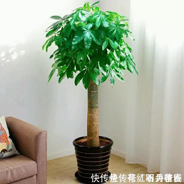 进入深秋,4种花要“旱着养”,水浇多了就烂根,真是帮倒忙