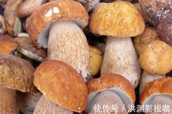 红牛肝菌|女性过了30，多食3种蔬菜，养颜补血，纤体瘦身，多吃身体好