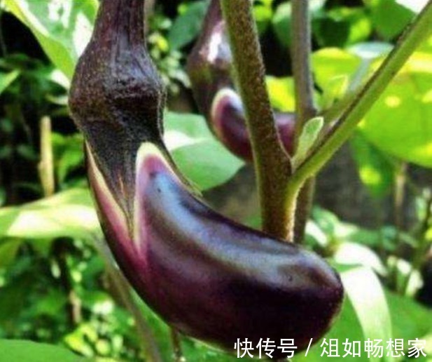 茄子蒂别再扔掉了，教你茄子蒂妙用，用打火机烧一烧，实用又省钱