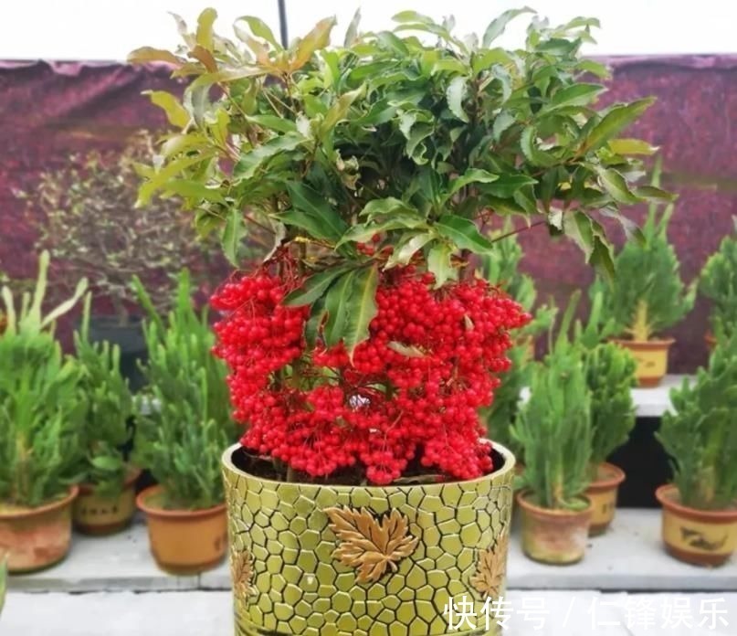 客厅养花,4种大气好看的品种别落下,关键是寓意好