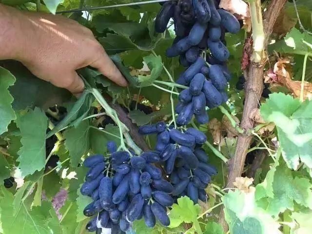 庭院|我国“最甜”水果,比桔子甜10倍,庭院种3棵,来年拖拉机拉不完