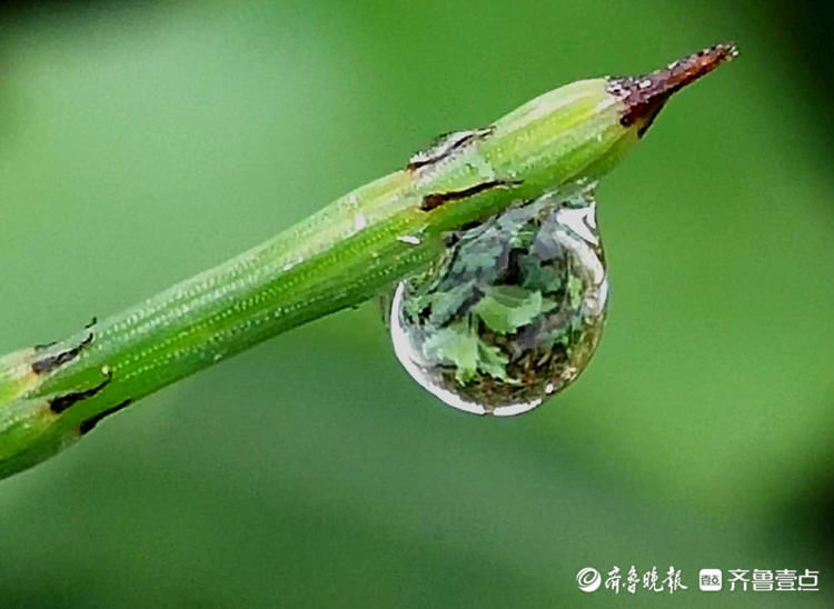 一闪一闪亮晶晶！清晨接骨草挂满露珠，别有一景|情报站| 壹粉