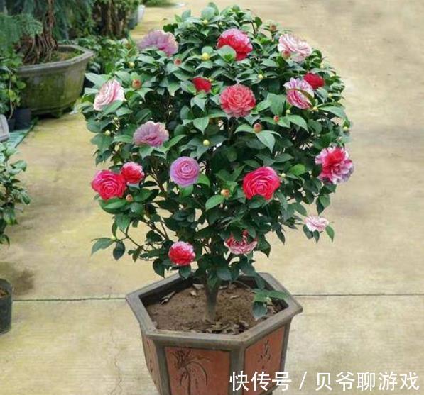 11月逛花市,8种花别错过,随便一养都能开爆盆,适合新手花友