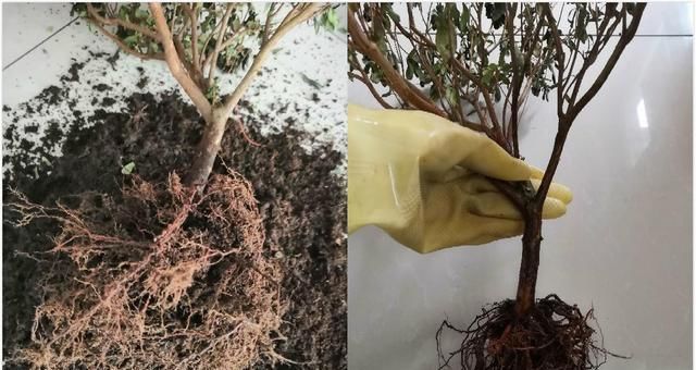 别人扔的花，我捡回家救活了，开花红红火火能旺家