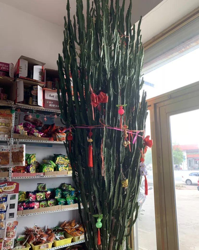 光棍树|养花:6种“丑八怪”,放在家里能镇宅,养的越久越气派