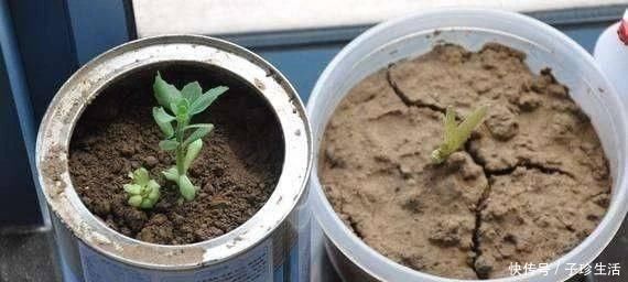 板结|盆土铁如锤浇这“2种水”,一浇就疏松,5年不用施肥换盆了