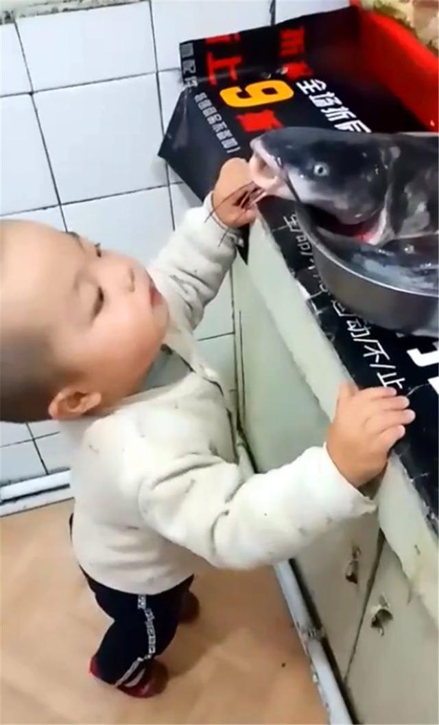 萌娃见到厨房有一条鱼,努力的想尝上一口