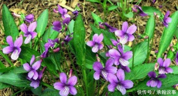 养花就养这4款,不用操啥心,枝头窜满花苞,美成小花园