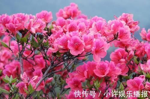 杜鹃花|2种花,再漂亮也别养,太难养了,养花大神都难养活!