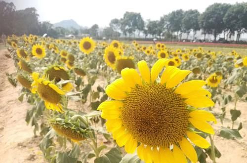  ά����E|������һЩ�����ӣ���̫������ů�������ģ���һ�β�Ҫ�Թ������