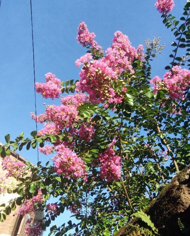 紫薇树|路边的紫薇花，种盆里变老桩盆景，价值太珍贵！