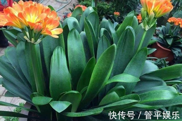 透气孔|养君子兰,有一个“小技巧”,长得叶大叶宽,花多,根系壮