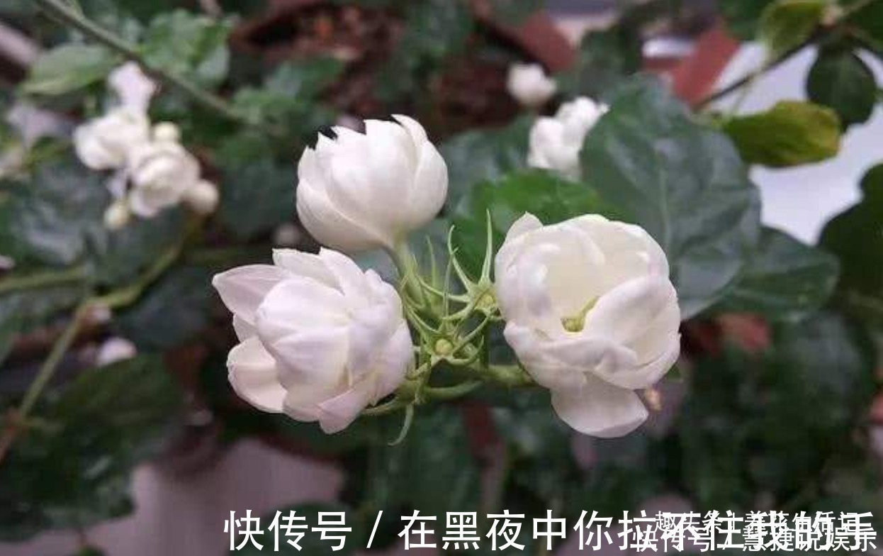 观赏性|茉莉花怎么养学会“3个”方法，枝条健壮叶子绿，花朵洁白繁多
