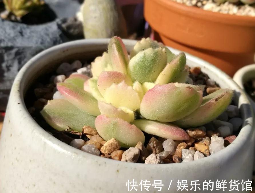 该怎么养好多肉植物白熊锦？抓住这些，长得肥肥胖胖，更漂亮