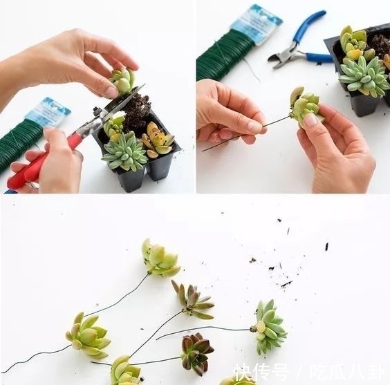 耳环#不是所有首饰都是珠宝的,多肉做成首饰,颜值完全秒杀大牌首饰!