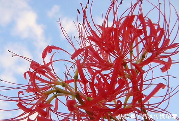 神雕|神雕中的情花有毒,杨过因它受16年相思之苦,如今却有人敢养它