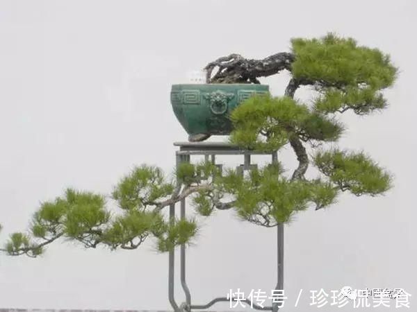 盆景|极品附石山松盆景,见过的人都忍不住竖起大拇指!