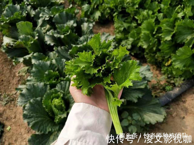 香叶|有一种青菜,味香,非常适合包饺子,今天终于种上了