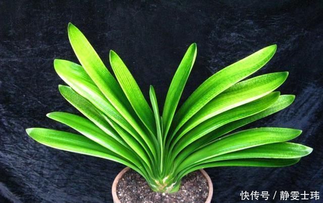 这种“小东西”给君子兰浇一点,花芽更多,叶子绿的“直冒油”