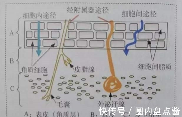 miya 护肤品不是吸收了才有用！吸收越好的护肤品风险越高，警惕