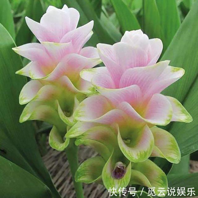 非自然|生在土里的荷花,开花一大朵,样子别致花期长,种一棵就赚了