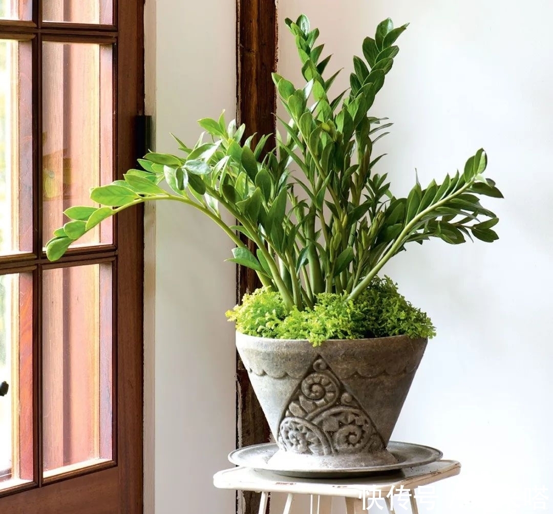 如何正确给室内植物浇水?掌握11个浇水技巧,你也能变园艺高手