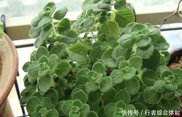 香水不用买,“1种花”放客厅,一年四季“有芳香”,阳台也能养!