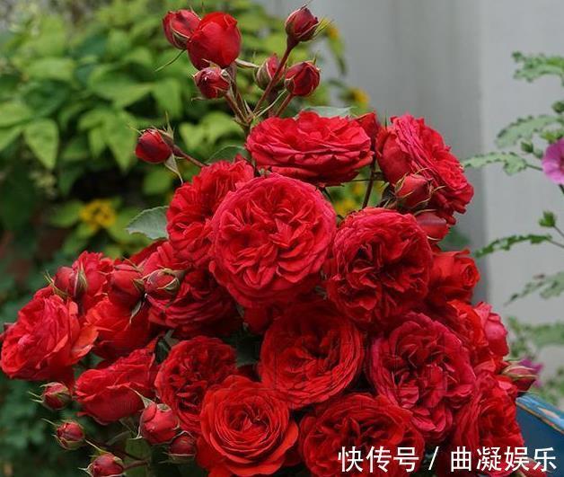 喜欢菊花，不如养盆“高档玫瑰”红苹果，花开似艳牡丹，美娇娘