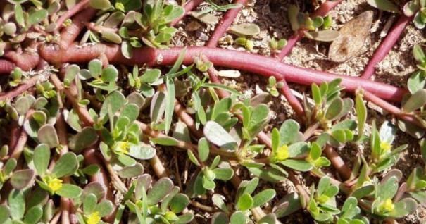 外貌|头发慢慢出现白发，不想认老学会此招，白发变黑发外貌回到18岁