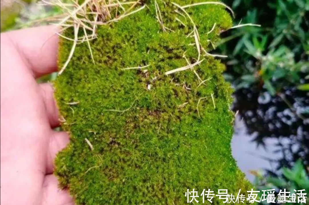 盆景|2种简单的方法，让盆景里长出绿油油的苔藓，漂亮又美观