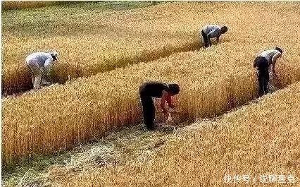 满满的|二十多年前收麦子的老照片,满满的丰收喜悦