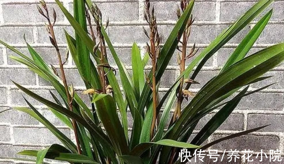 兰株|冬天养墨兰，做好4个“小细节”，兰株长得旺，早开花