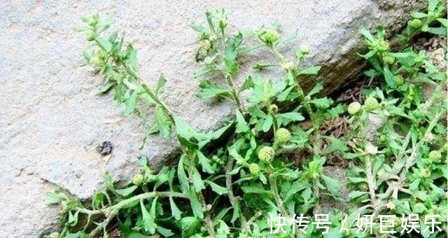 鼻炎|农村地里的野草，叫“鹅不食草”，是治疗鼻炎的良药，见过吗