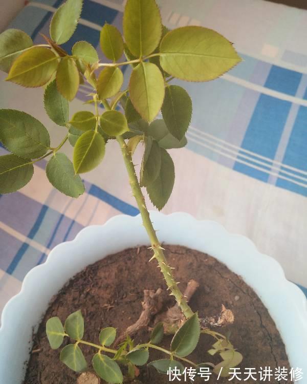 叶子|消灭月季“光杆”正当时，用对方法，15天新叶满满