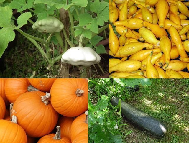 最早的南瓜长什么样?虽然只有1万年,但已经和餐桌上的完全不同