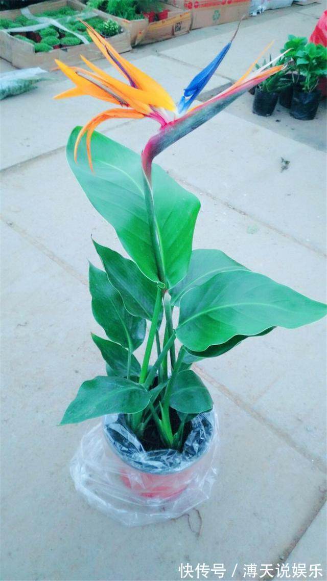 别乱养花,要养就养它,“镇宅辟邪”旺财、养人,有钱人都在养