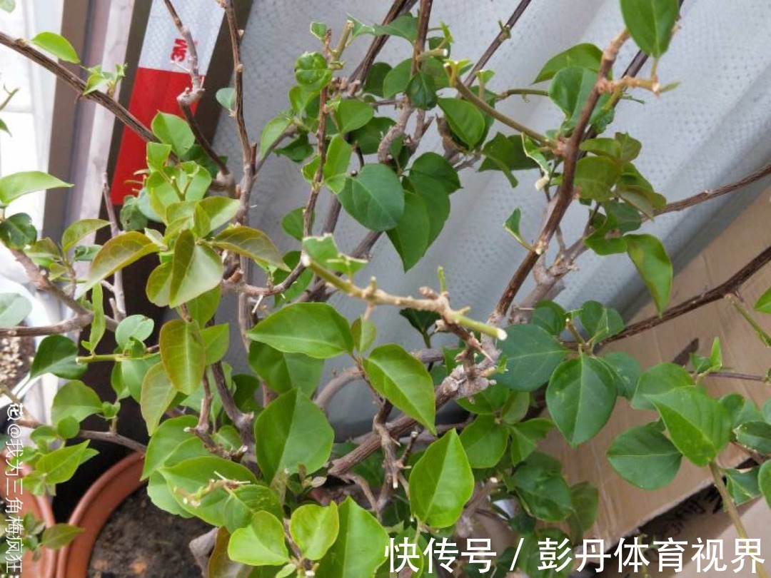 叶子|十月养这花,撸叶子、少浇水,10天冒出大花苞!