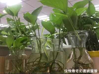 绿油油|想要绿萝不黄叶不烂根就得这样养,不仅不黄叶,还能常年绿油油