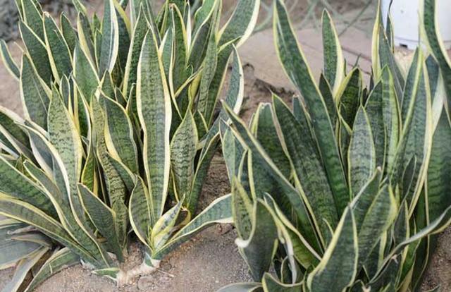 “2种花”放客厅,“旺运”又镇宅,比吊兰都好,养1盆净化空气