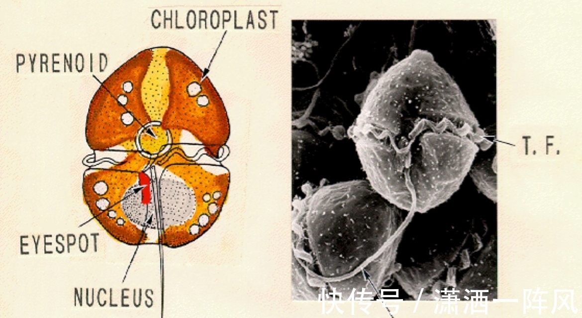 剧毒|比眼镜蛇毒强80倍的剧毒,为何出现在吃了几十年的海鲜里?