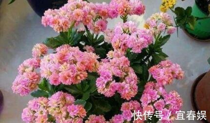 养长寿花，盆里埋上“1个它”，家家都有，不施肥，也花大色艳