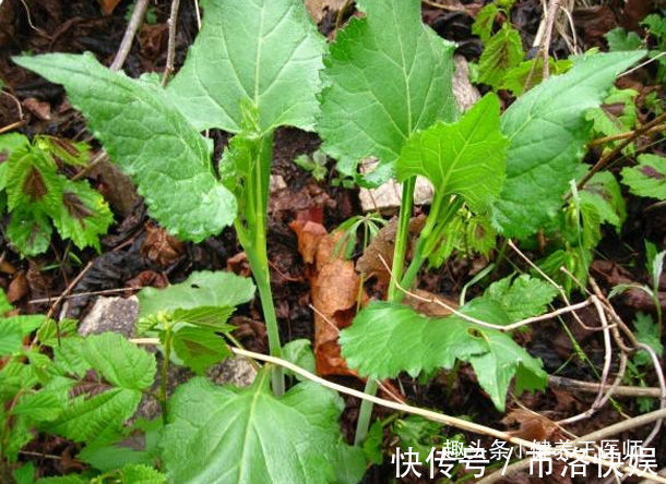 东风菜|农村田里的4种“救命草”,消炎止痛、解毒抗癌,谁吃谁“长寿”