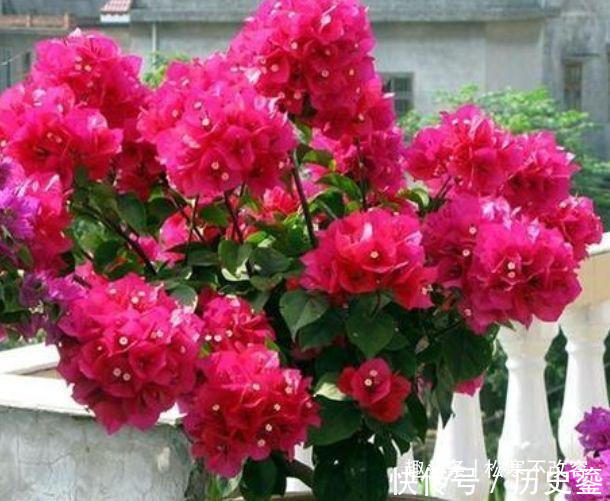 阳台|几种花全年都开花,养在阳台特合适,花朵多又艳,直接变成小花园