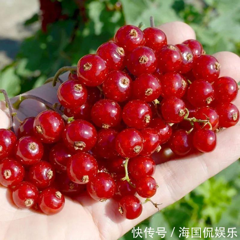 适应能力|盆栽一棵小果树,结出一串红果果,全家人吃不完!