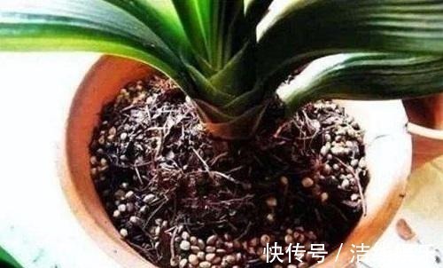 君子兰养护靠老花农5句话,叶子油亮轻松开花爆盆,没那么难养